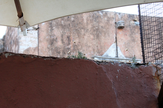 nagajna - photography - pink wall