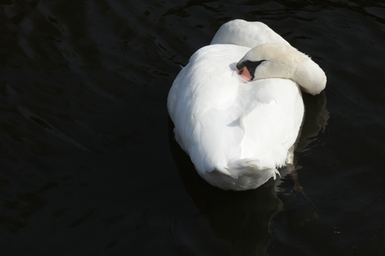 nagajna - photography - white swan black water