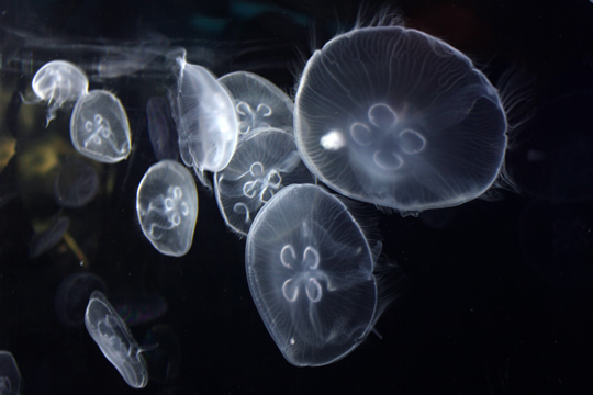 nagajna - photography - jellyfish