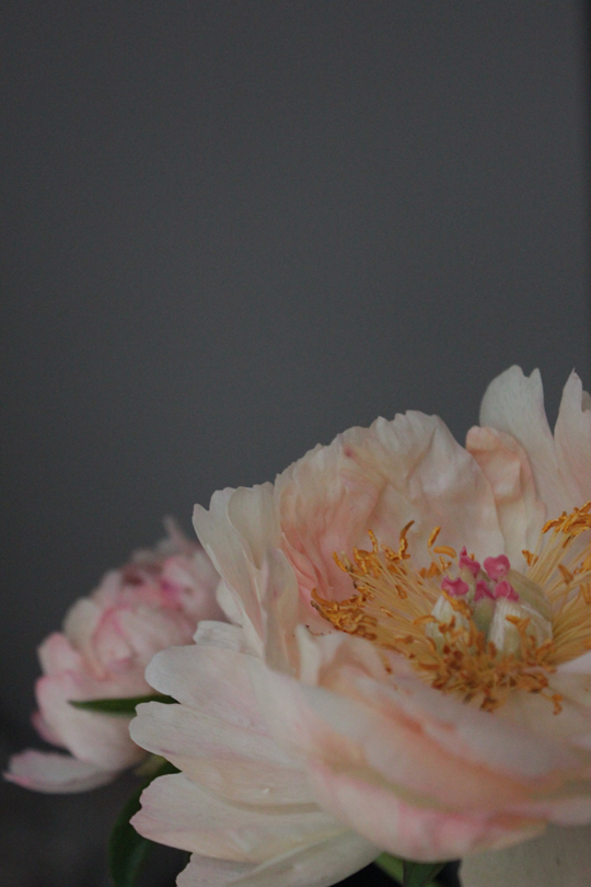 nagajna - photography - peony