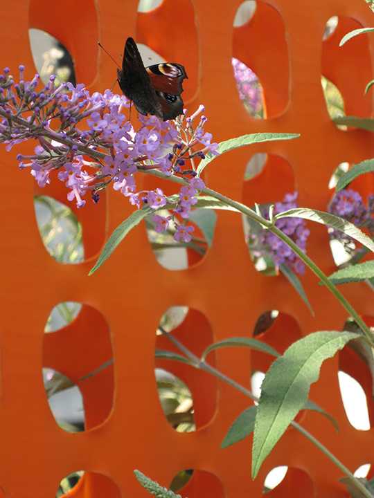 nagajna - photography - butterfly