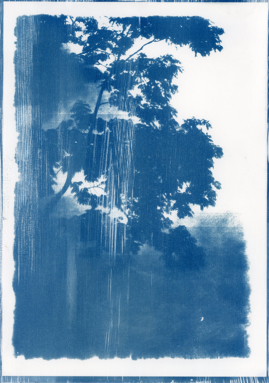 nagajna - photography - blue forest