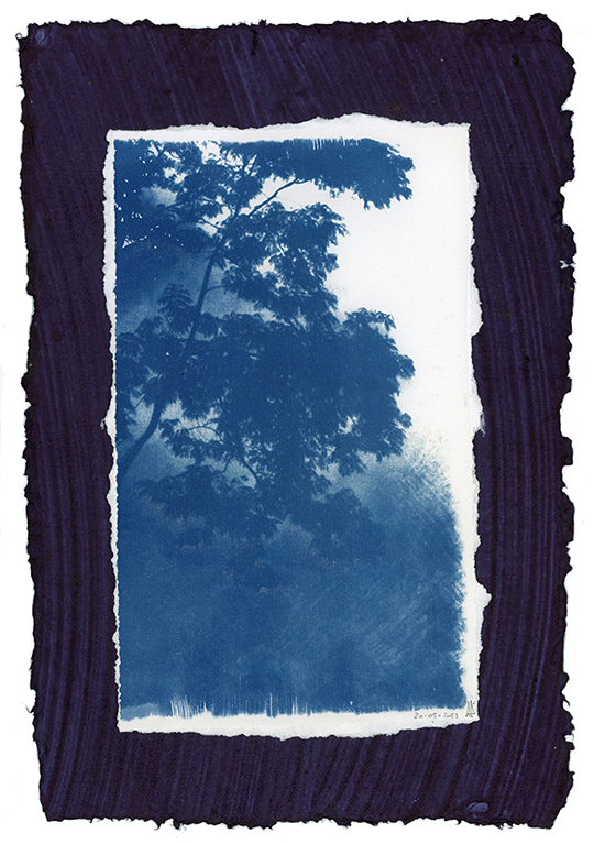 nagajna - photography - blue forest