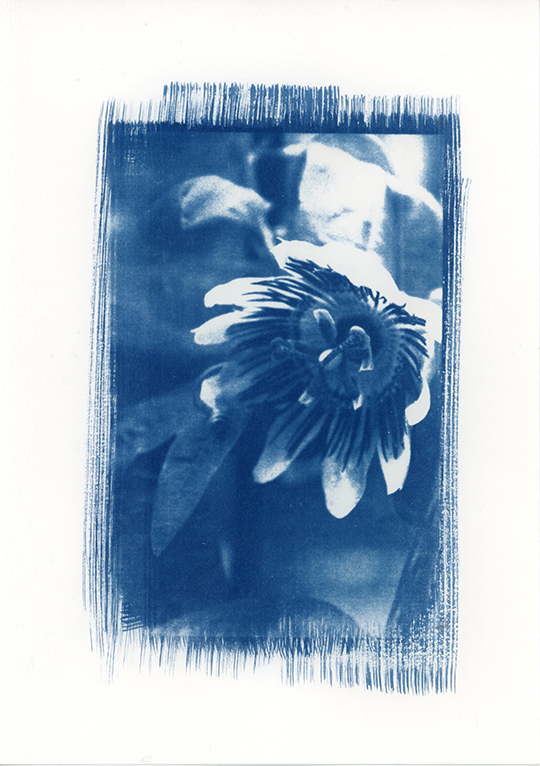 nagajna - photography - passion flower
