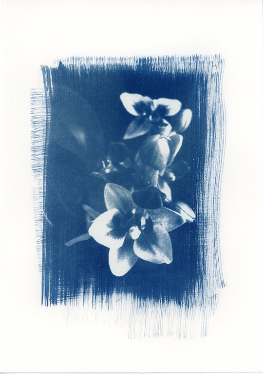 nagajna - photography - orchidee