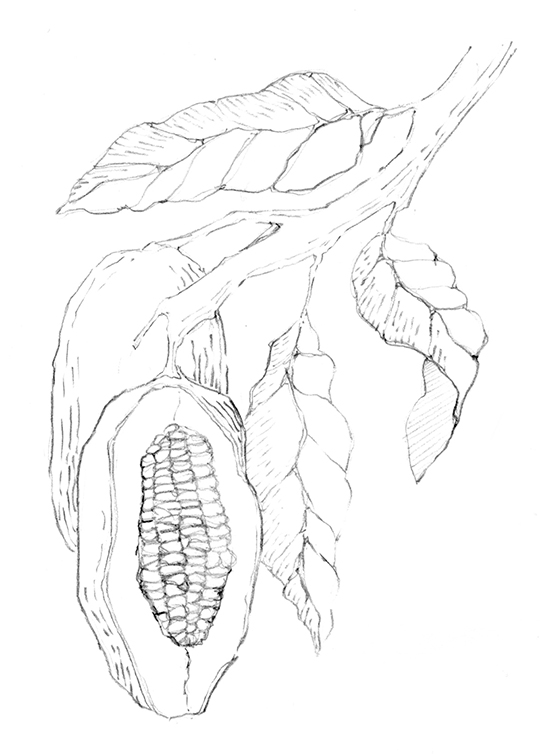 Cacao