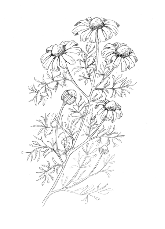 Camomilla