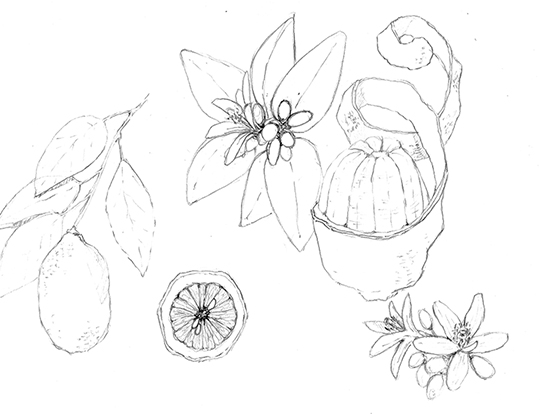 limoni