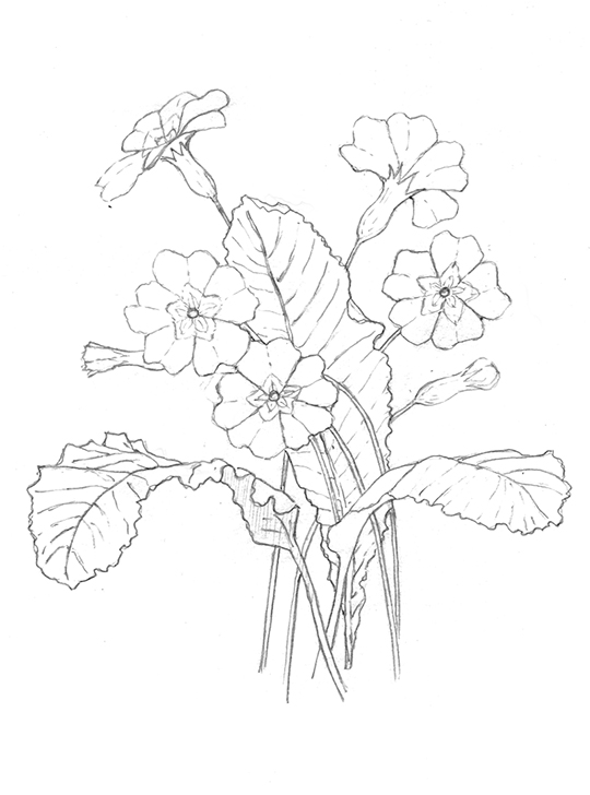 Primula