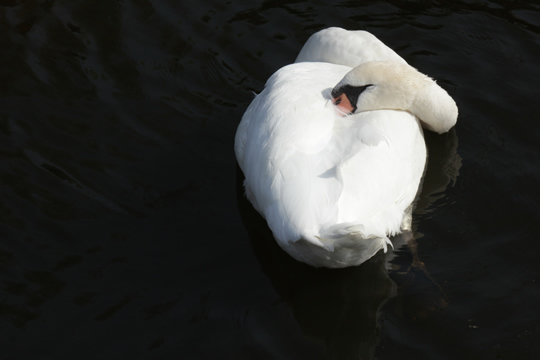 white swan black water