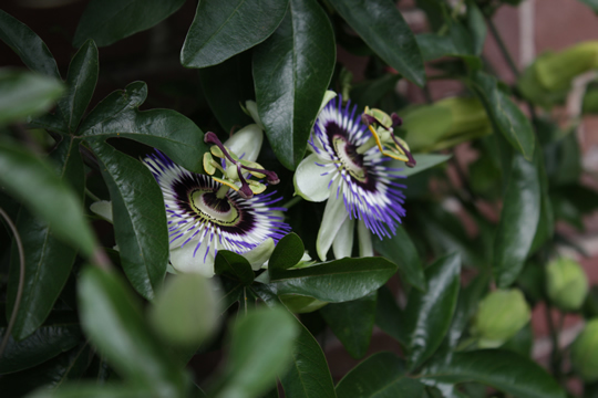 passion flowers